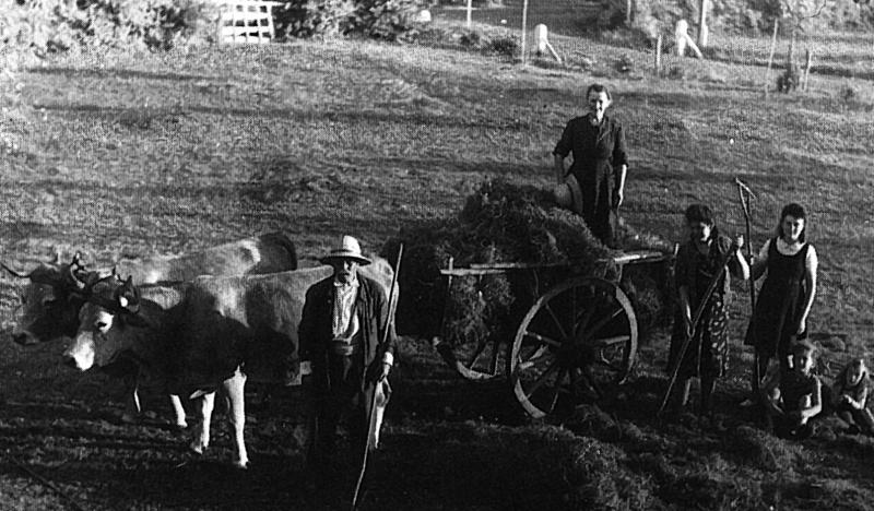 Temps de pause durant râtelage et chargement manuels d'un char (carri), paire de bovidés (parelh), au Camp de Lacroix [?], septembre 1944
